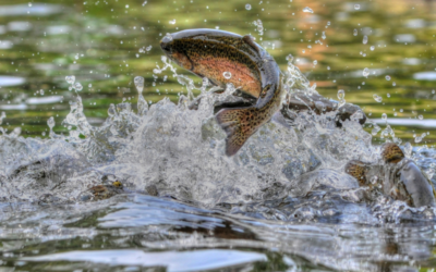 Trout Fishing Mountain Home Arkansas