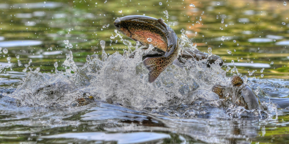 Trout Fishing Mountain Home Arkansas